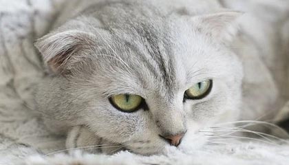 求推荐 意大利买200欧以内的男式钱包