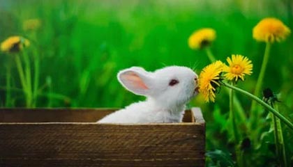 行情怎么看？国退欧？